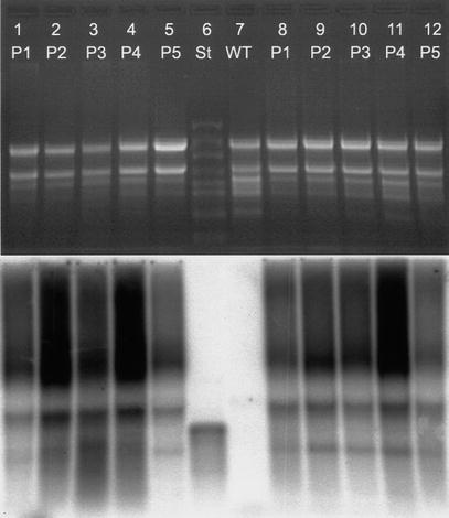 phb-plastid-011.jpg