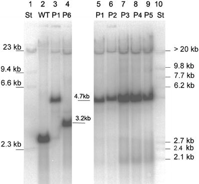 phb-plastid-03.jpg