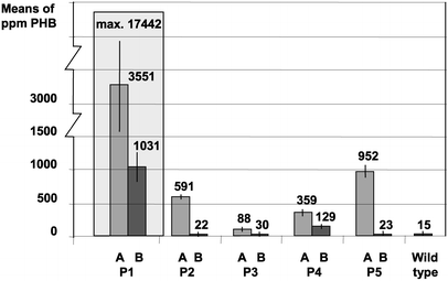 phb-plastid-05.gif