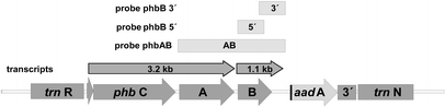 phb-plastid-08.gif