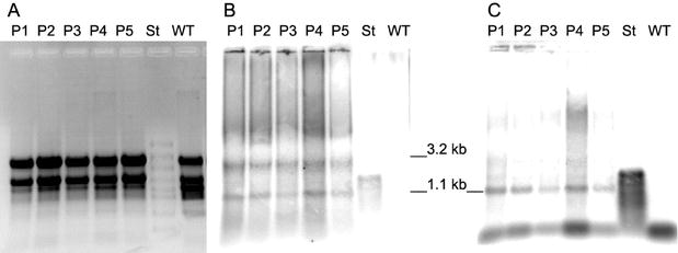 phb-plastid-09a-c.jpg